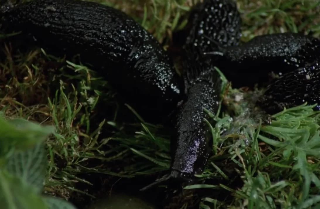 SLUGS- THE MOVIE (1988) — THE CRAZIEST KILLER-SLUG HORROR NIGHTMARE YOU NEED TO SEE.md