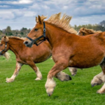 1 HOUR of HAPPY HORSES to Make Your Day Better!