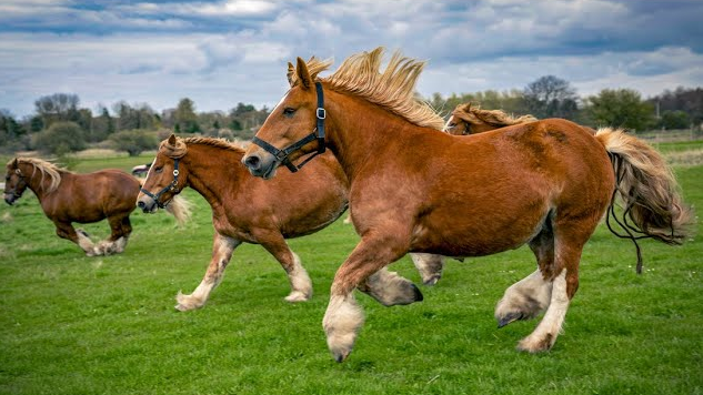 1 HOUR of HAPPY HORSES to Make Your Day Better!